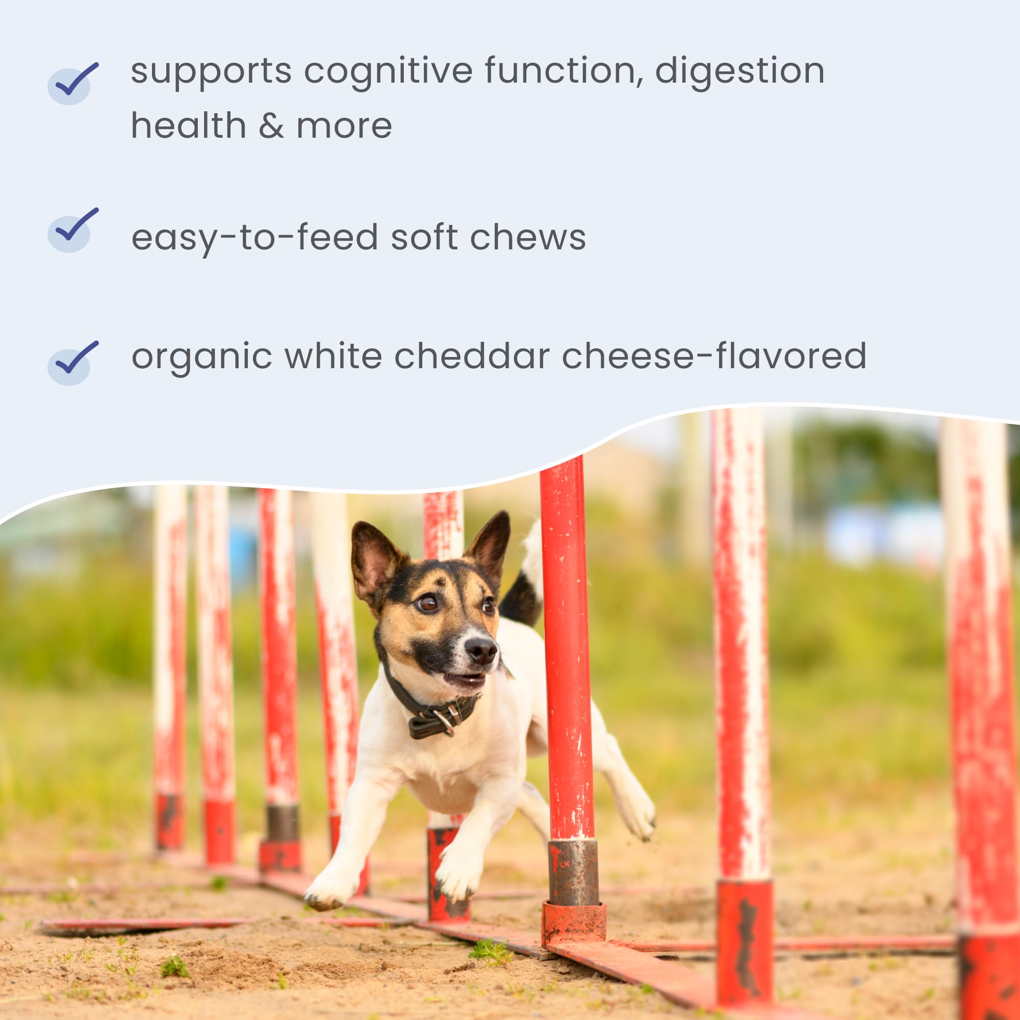 DR MERCOLA Bark & Whiskers Brain Boost Bites, 6.34 oz, 1 Bag, Gluten Free, Soy Free, Non-GMO - Image 5